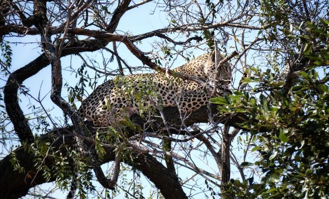 Leopard Afrique du Sud voyage