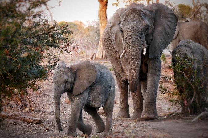 elephants Afrique du Sud voyage