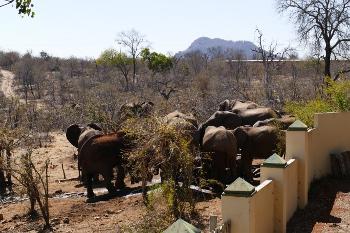 elephat Muwet Bush Lodge Afrique du Sud
