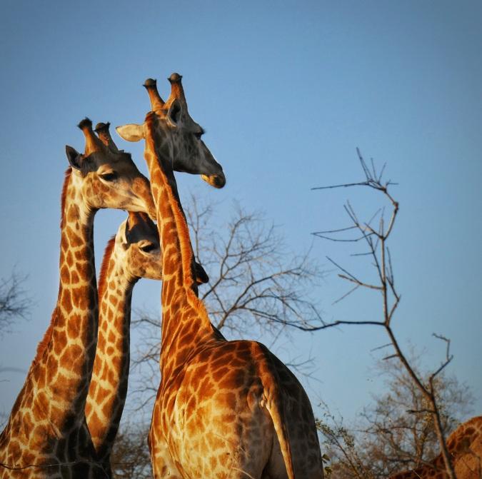 giraffes -  voyage en famille